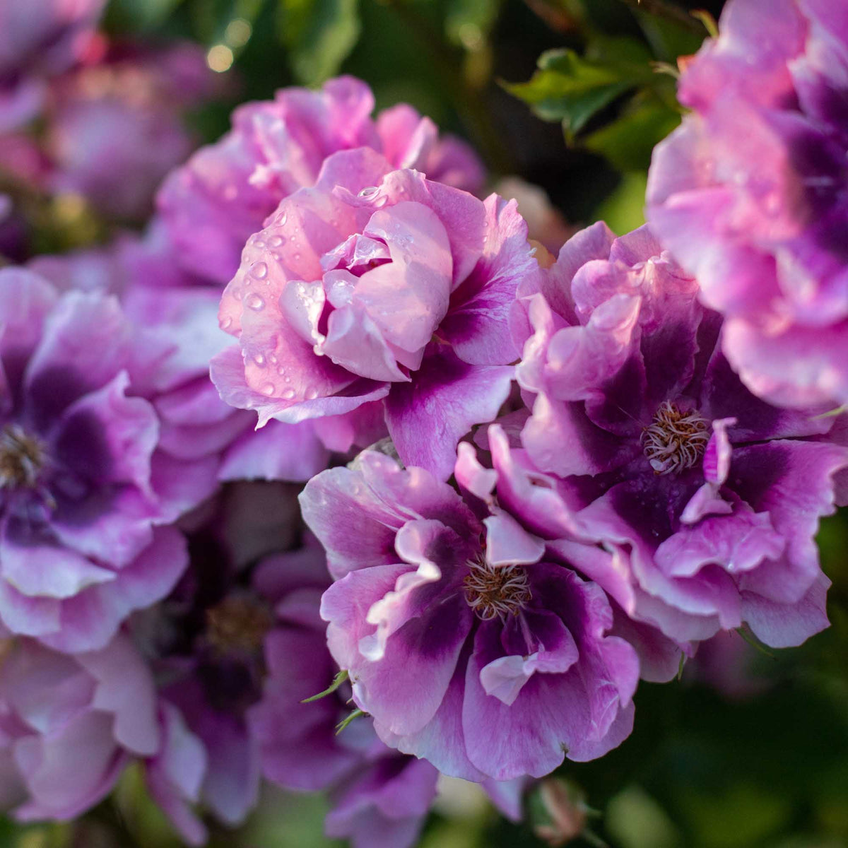 Cheweyeup Roses Easy On The Eyes™ | Pink Shrub Rose Bush – Heirloom