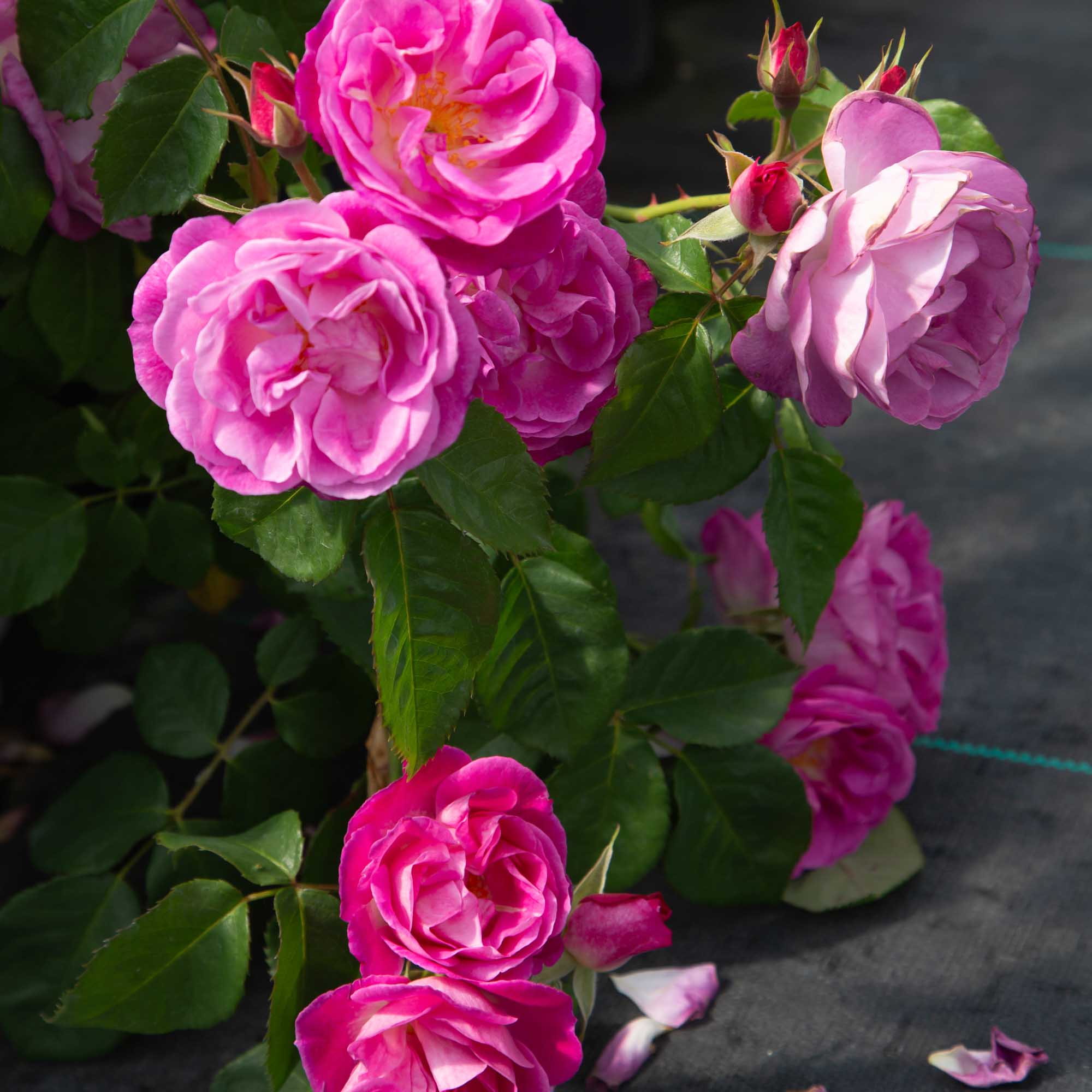 Easy To Please™ | Pink Floribunda Rose Bush – Heirloom