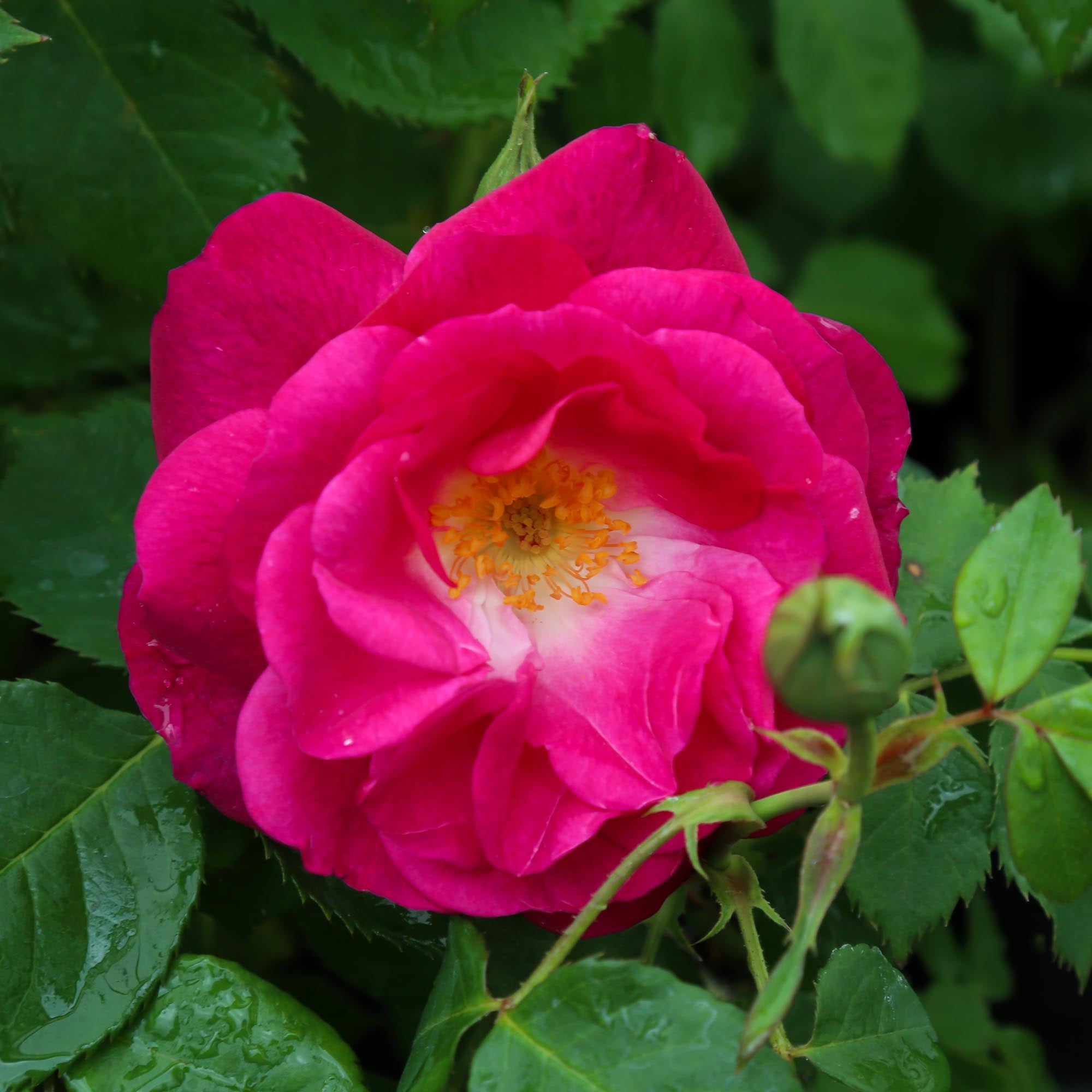 Easy To Please™ | Pink Floribunda Rose Bush – Heirloom
