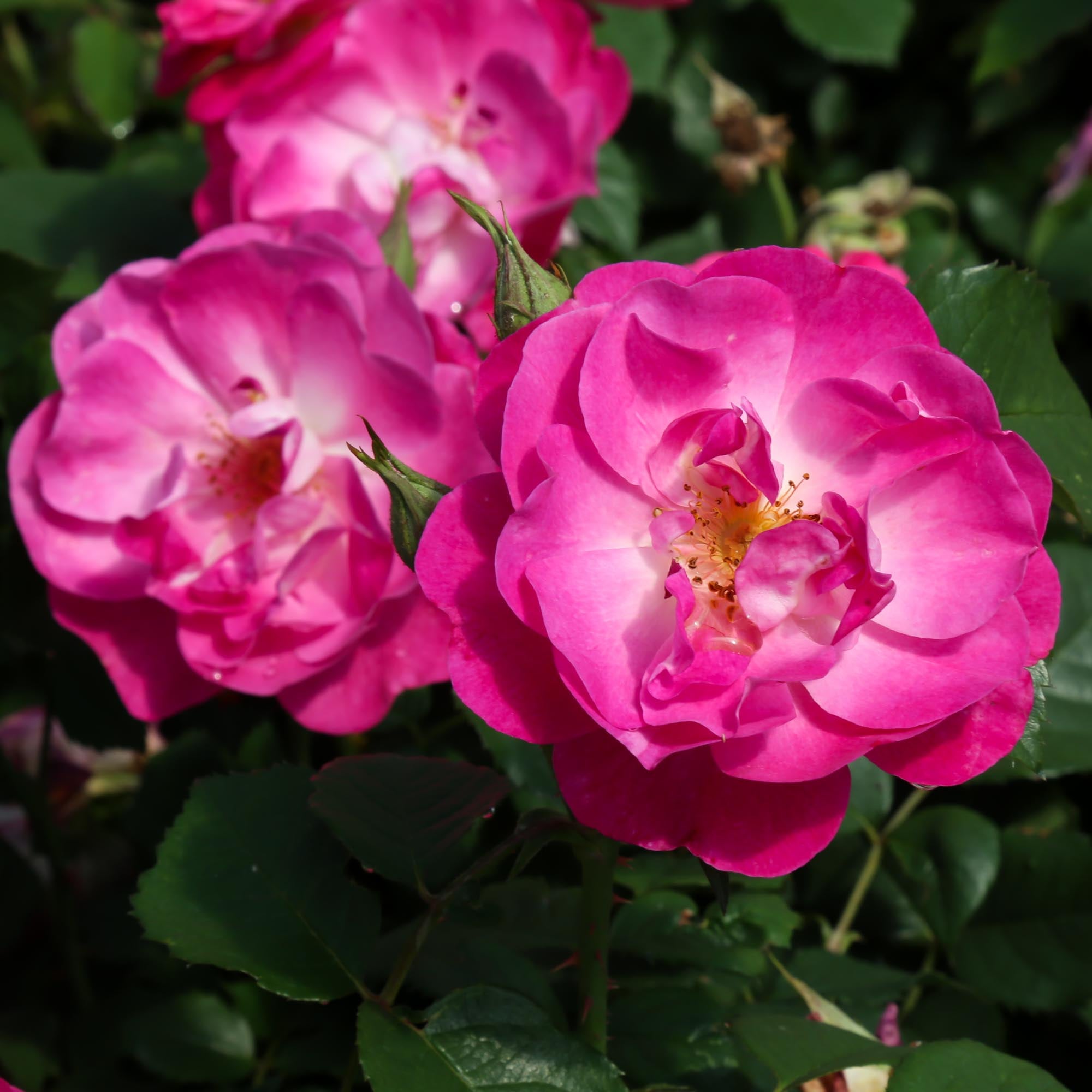 Easy To Please™ | Pink Floribunda Rose Bush – Heirloom
