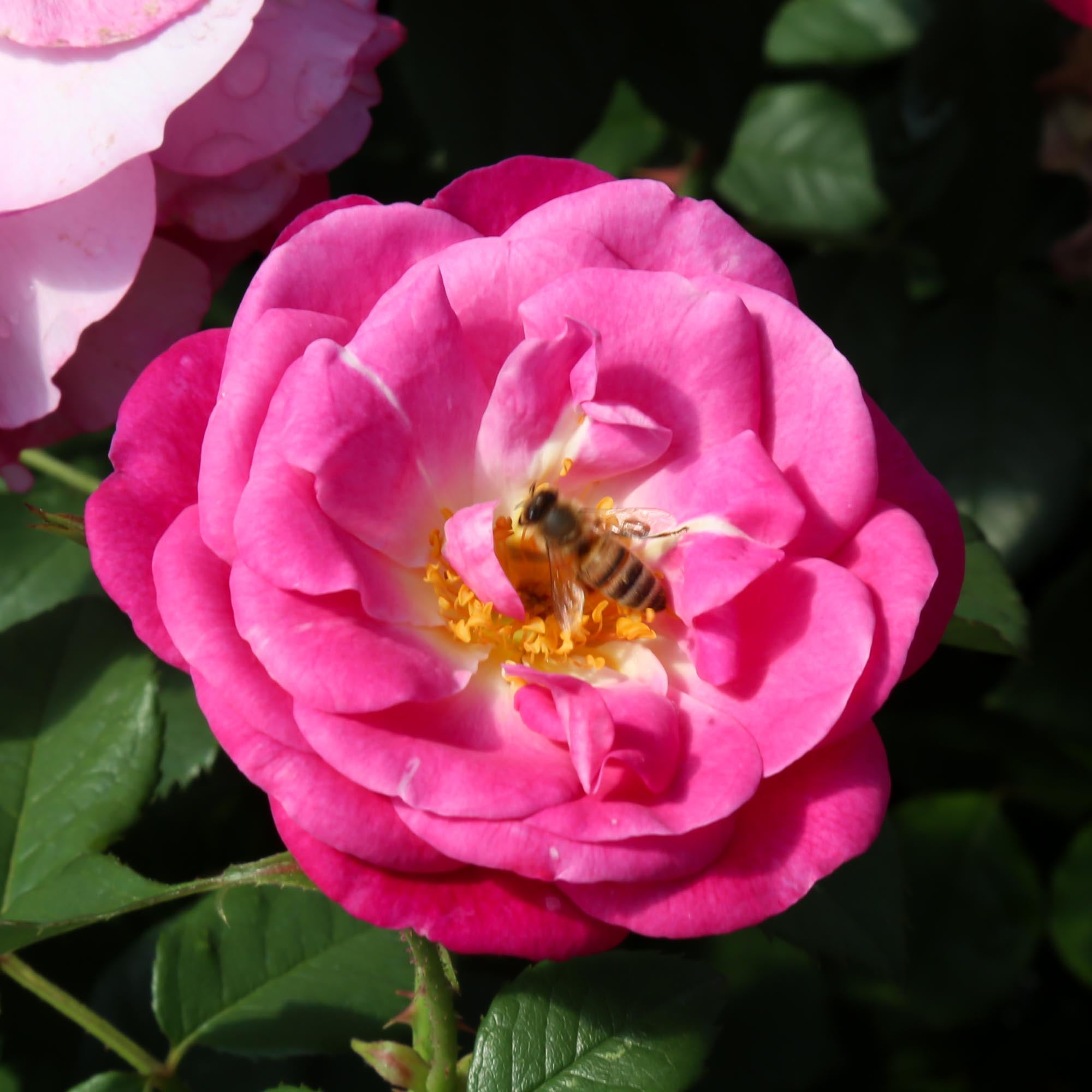 Easy To Please™ | Pink Floribunda Rose Bush – Heirloom