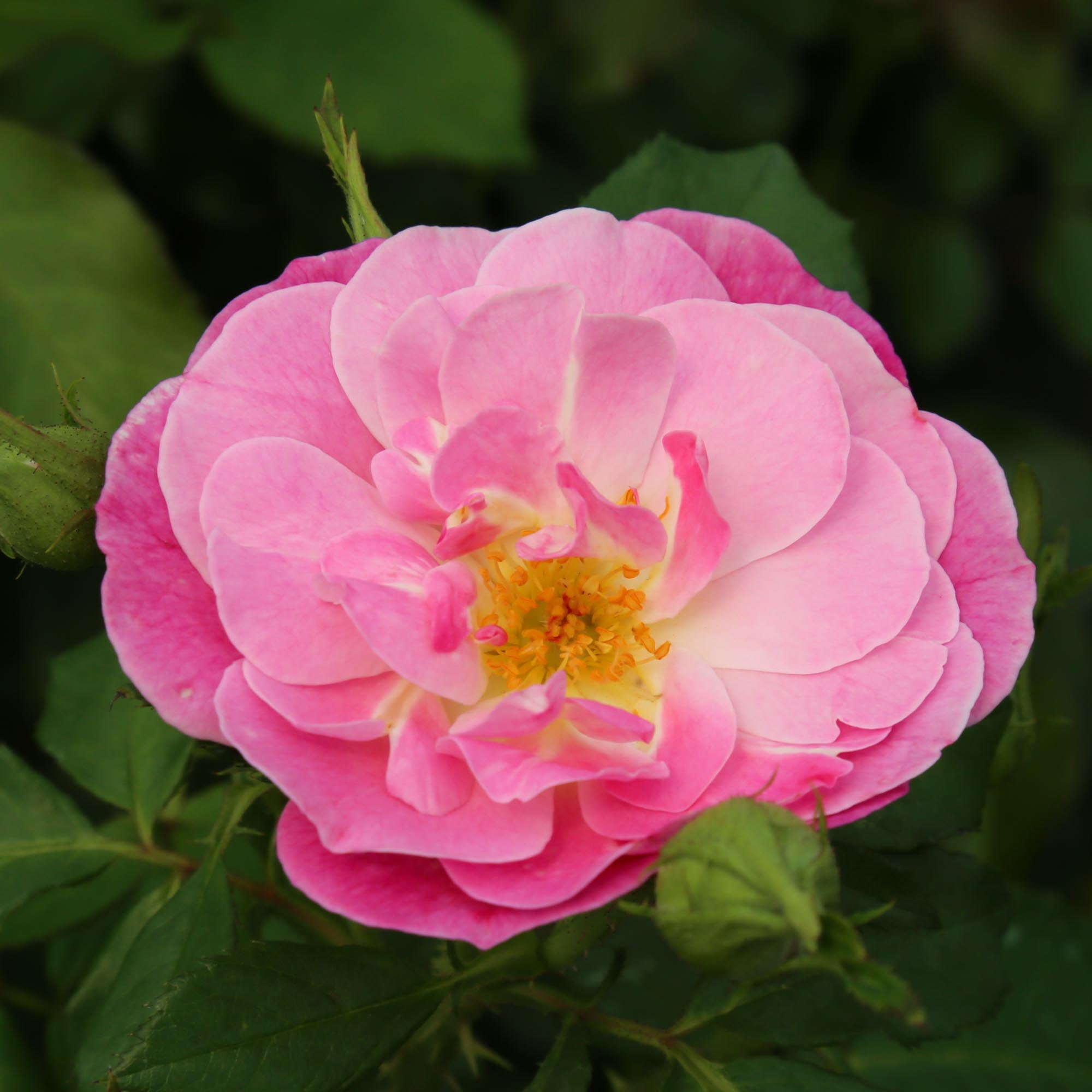 Easy To Please™ | Pink Floribunda Rose Bush – Heirloom