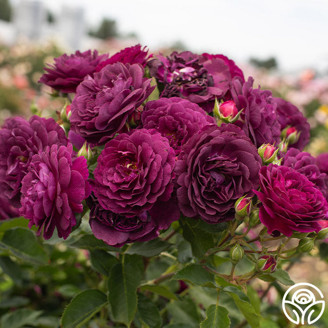 Ebb And Flow Roses Ebb Tide Rose - Floribunda - Exceptionally Fragrant – Heirloom Roses