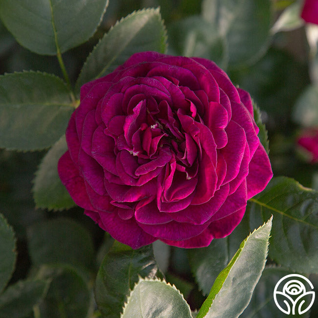 Heirloom Roses Ebb Tide - Thumbnail 4