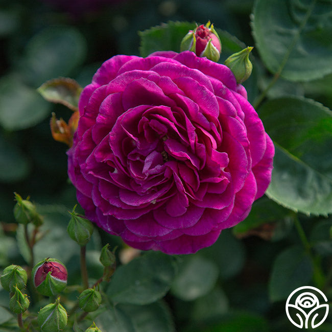 Heirloom Roses Ebb Tide