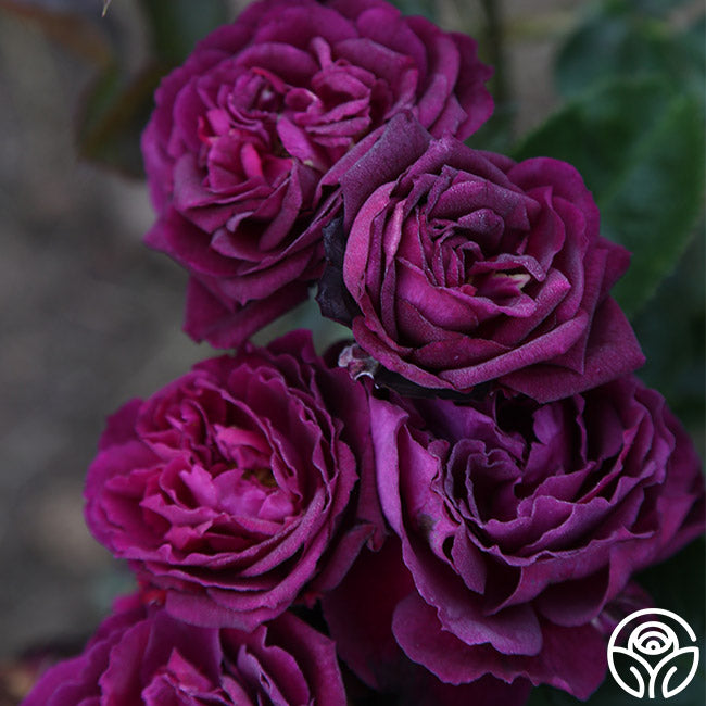Ebb And Flow Roses Ebb Tide Rose - Floribunda - Exceptionally Fragrant – Heirloom Roses