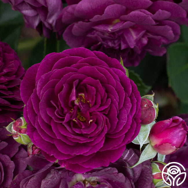 Ebb And Flow Roses Ebb Tide Rose - Floribunda - Exceptionally Fragrant – Heirloom Roses
