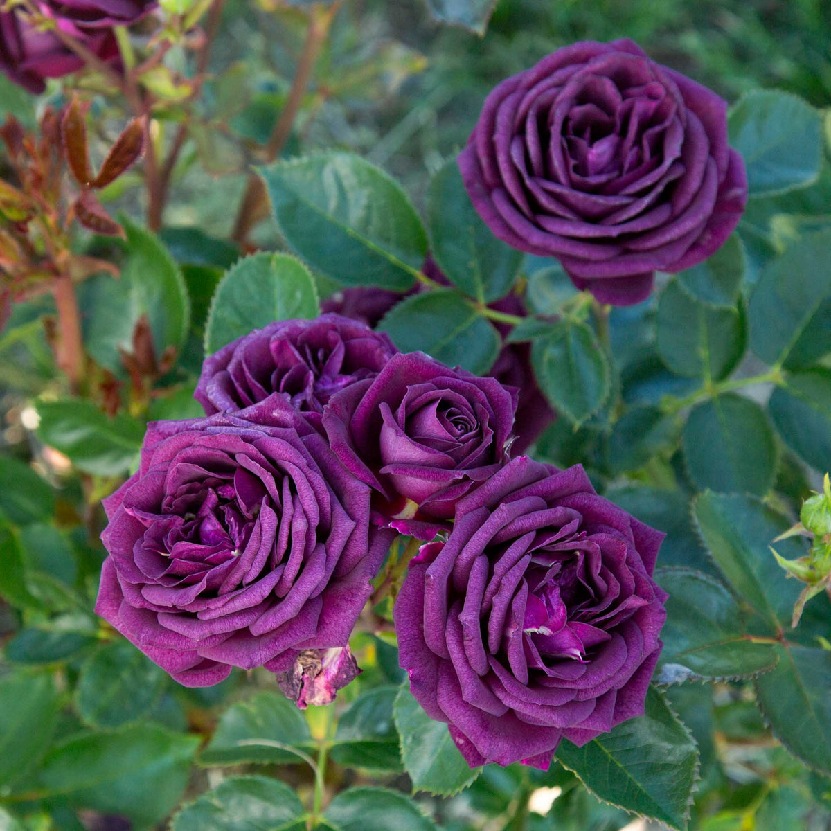 Ebb And Flow Roses Ebb Tide Floribunda Rose | Heirloom Roses