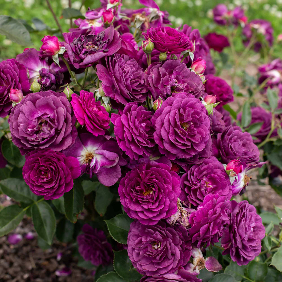 Ebb Tide Floribunda Rose | Heirloom Roses