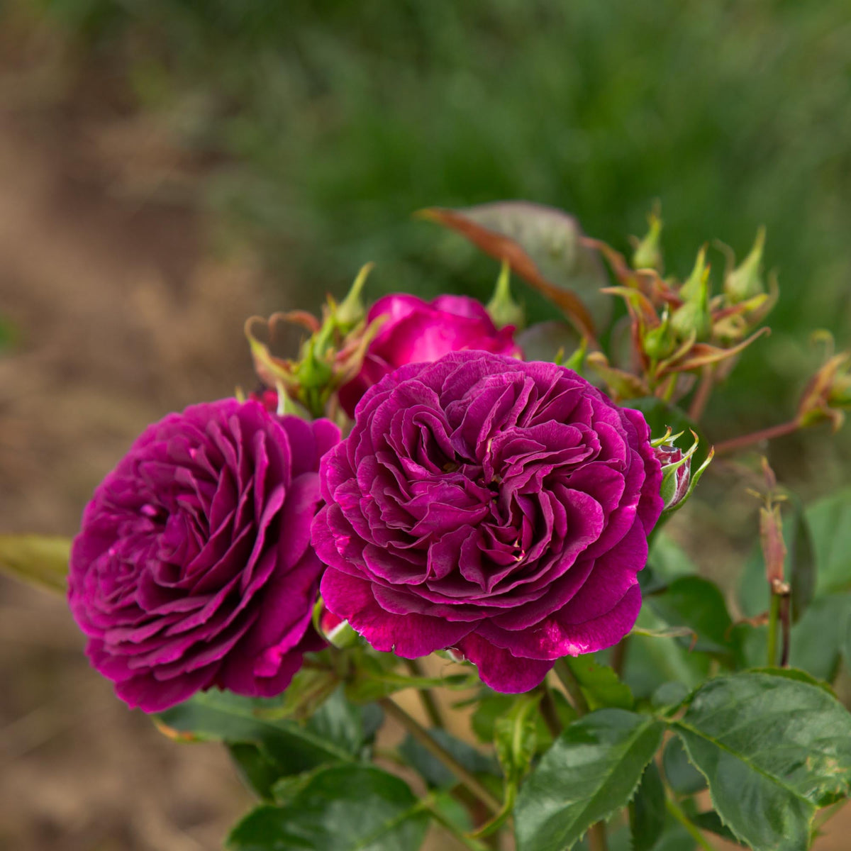 Ebb And Flow Roses Ebb Tide Floribunda Rose | Heirloom Roses