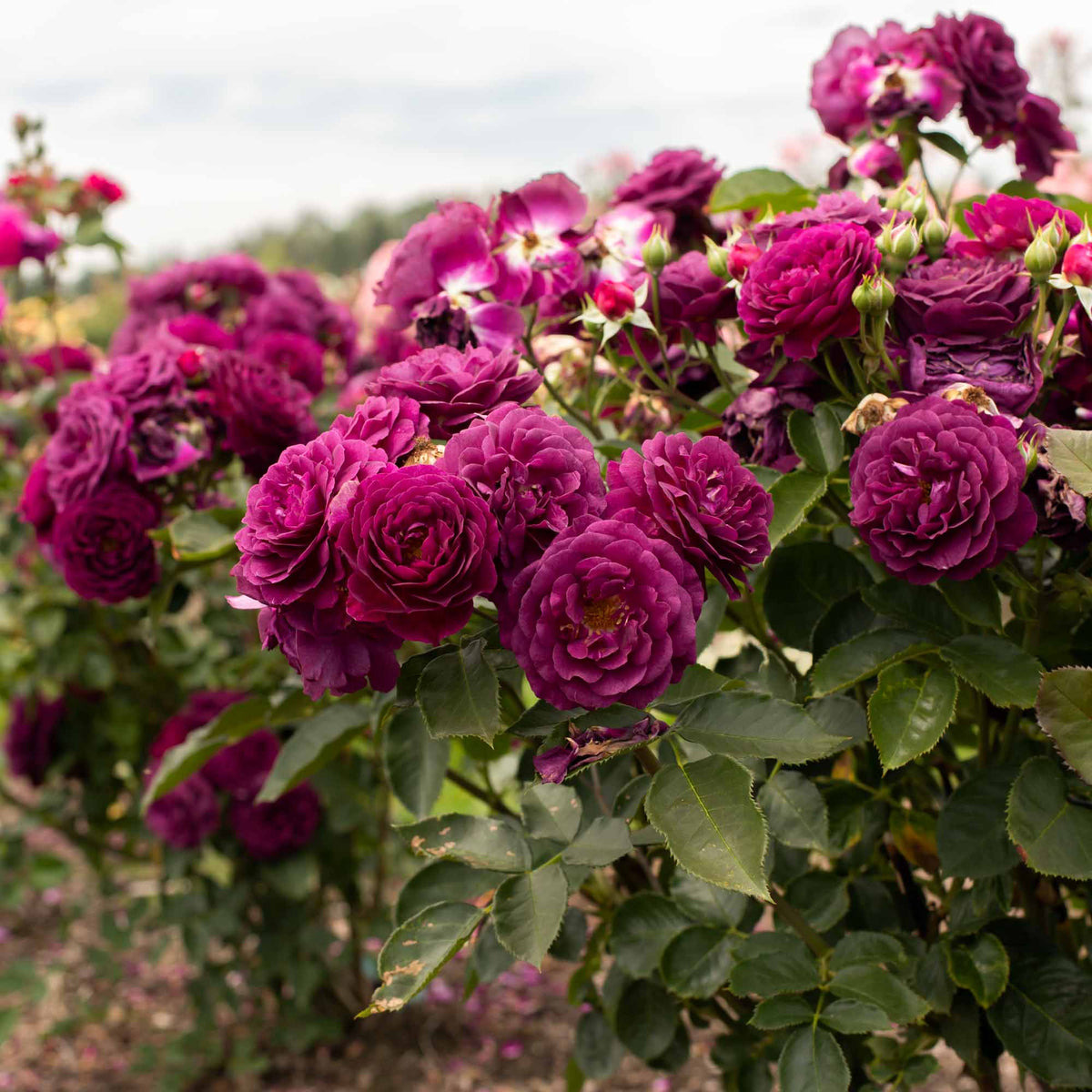 Ebb And Flow Roses Ebb Tide Floribunda Rose | Heirloom Roses