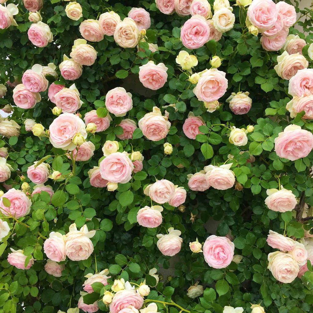 Eden Climber®