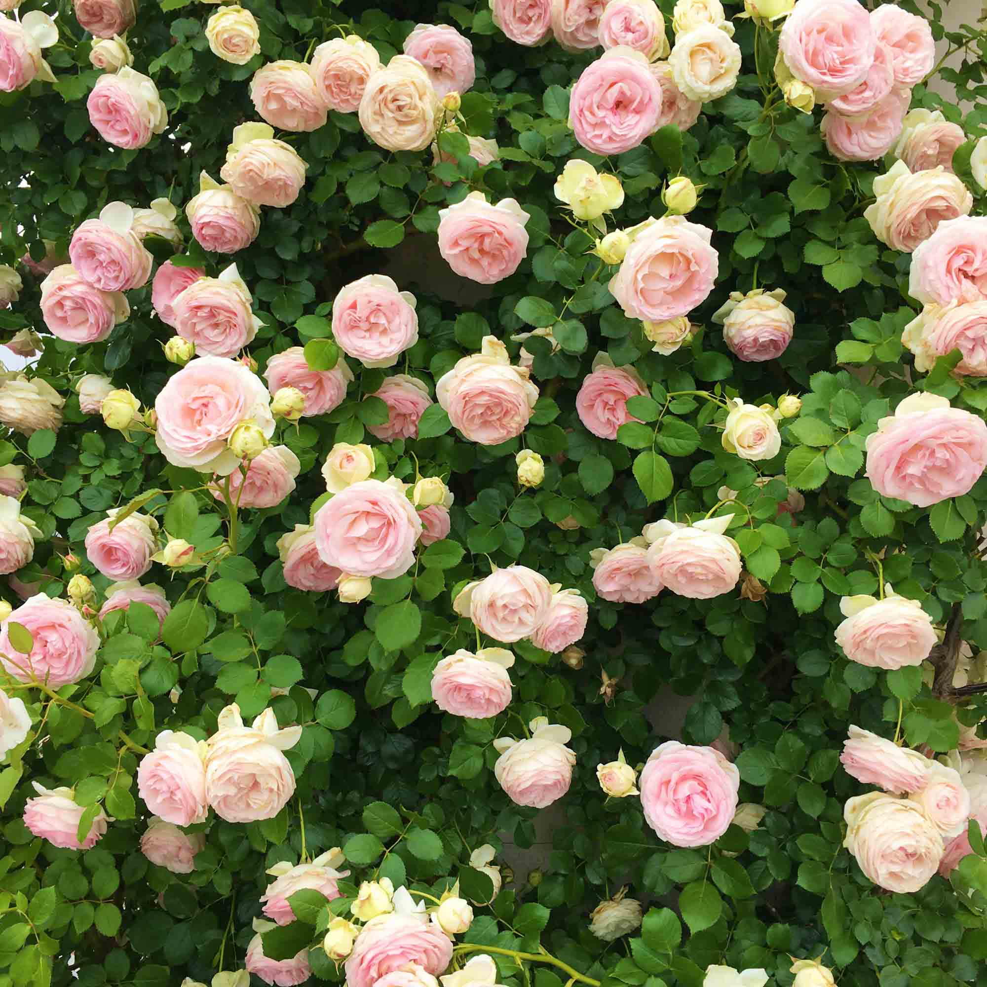 Eden Climber®