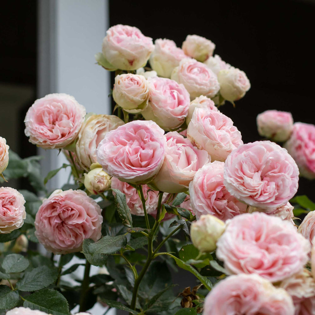 Eden Climber®