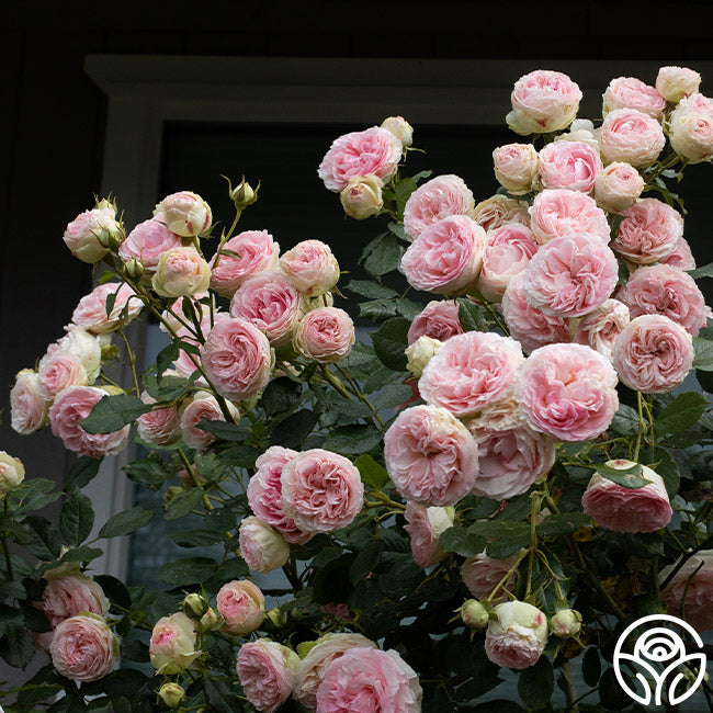 Eden Rose - Climbing Roses - Lightly Fragrant – Heirloom Roses