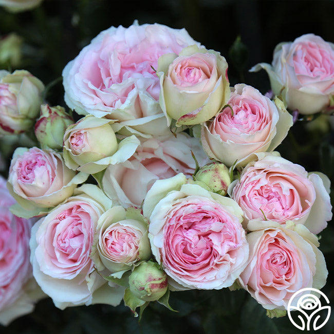 Eden Rose - Climbing Roses - Lightly Fragrant – Heirloom Roses