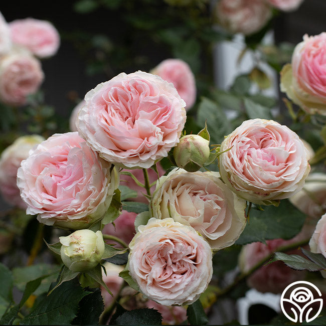 Eden Climber - Thumbnail 3