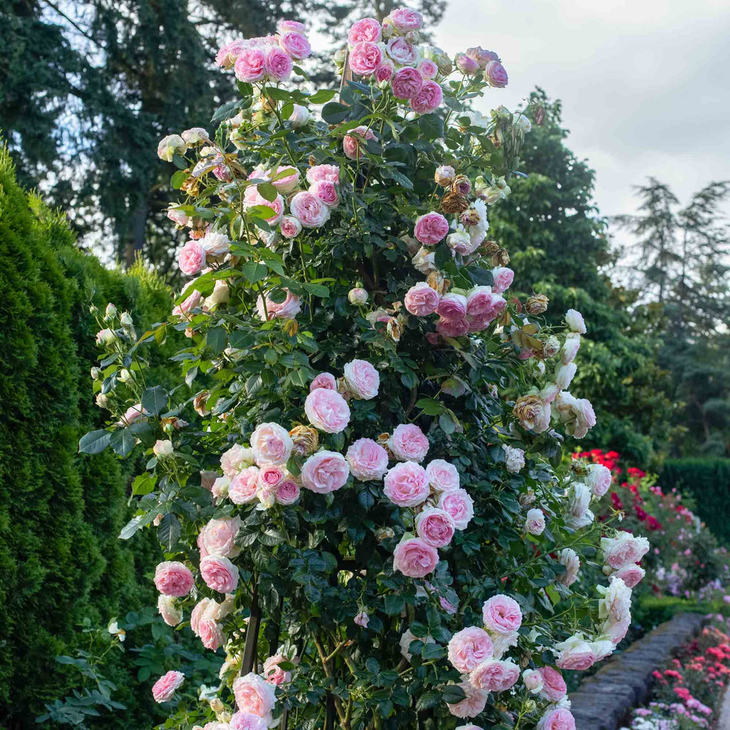 Eden Climber®