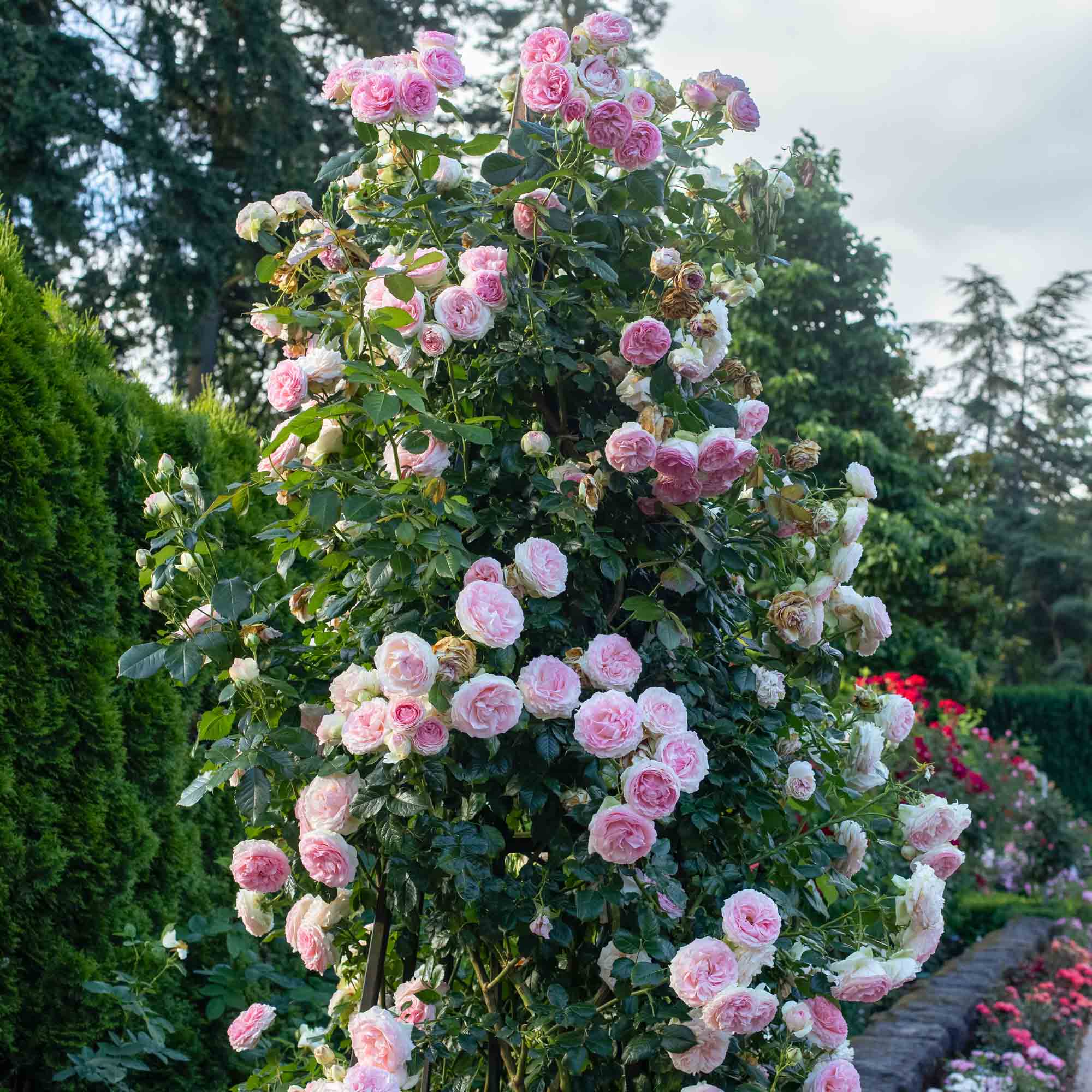 Eden Climber®