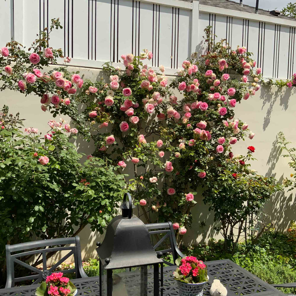 Eden Climber®
