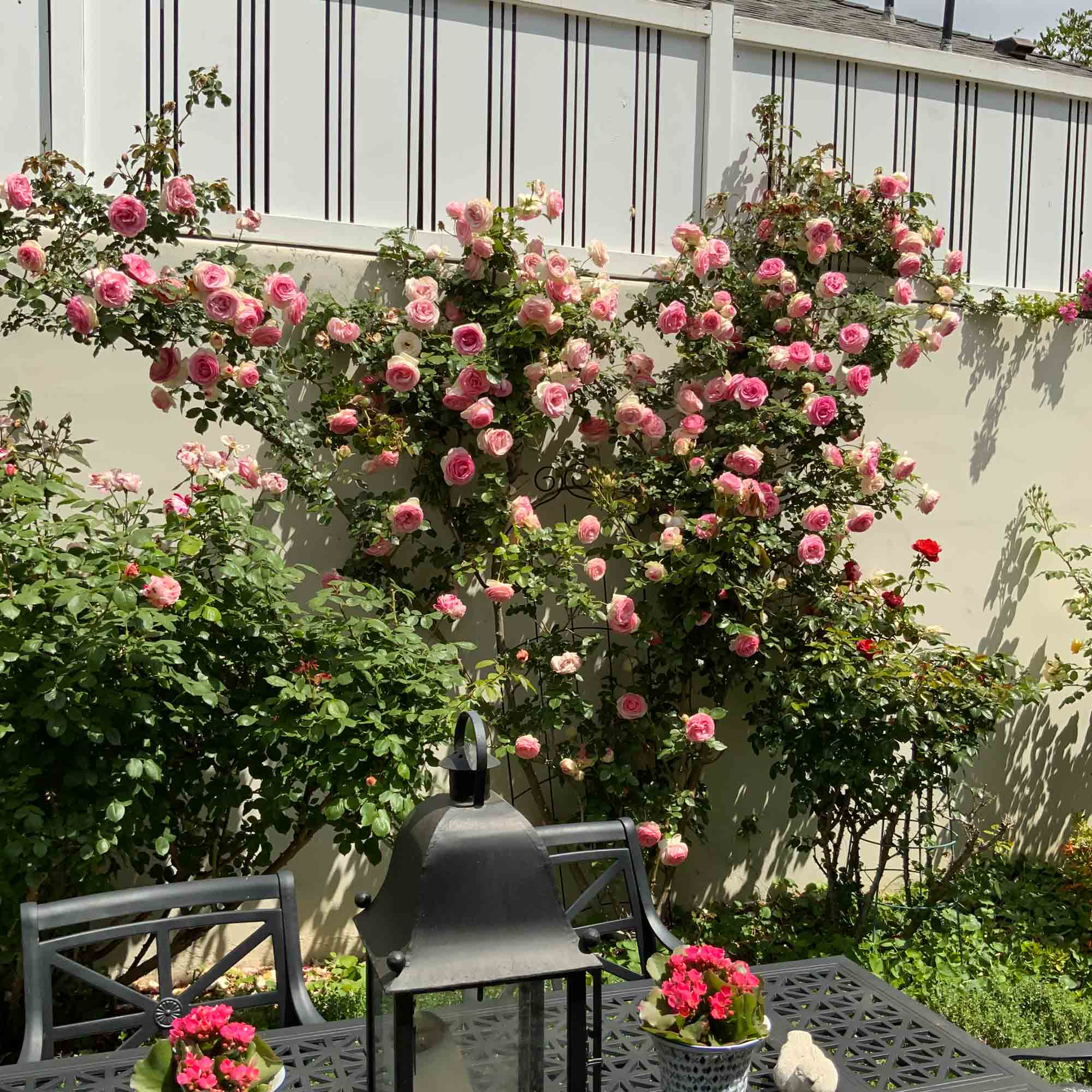 Eden Climber®