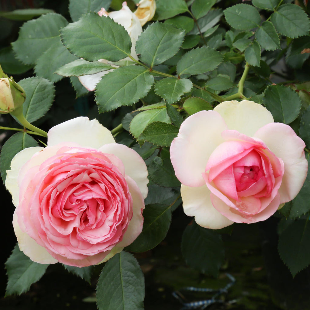 Eden Climber®
