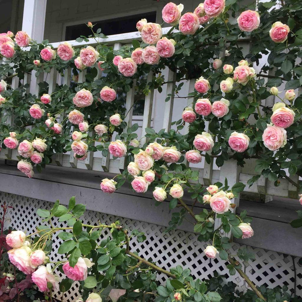 Eden Climber®