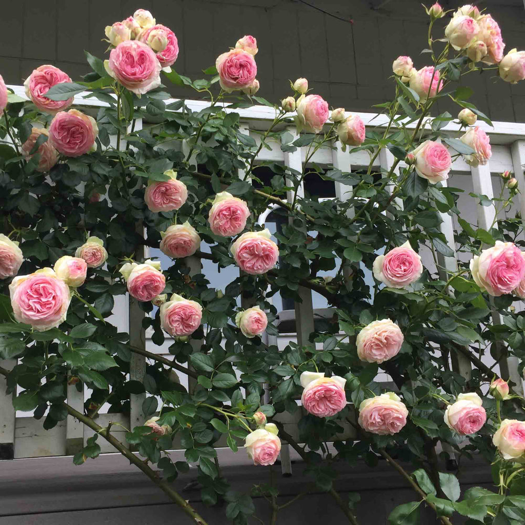 Eden Climber®