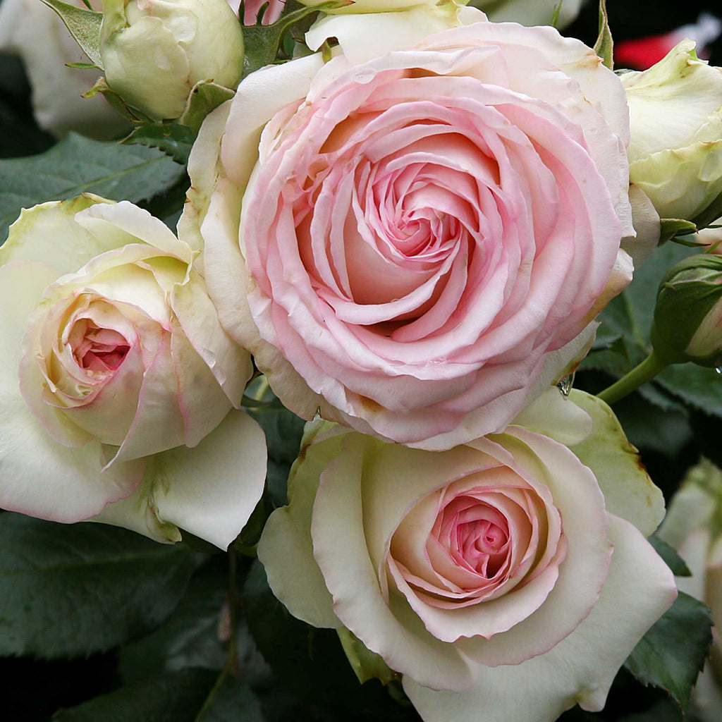 Eden Climber®