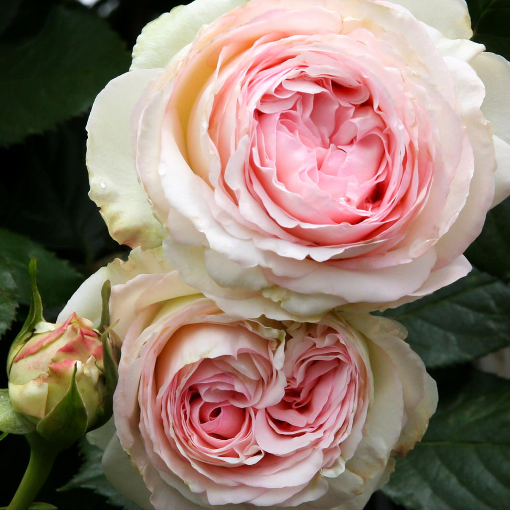 Eden Climber®
