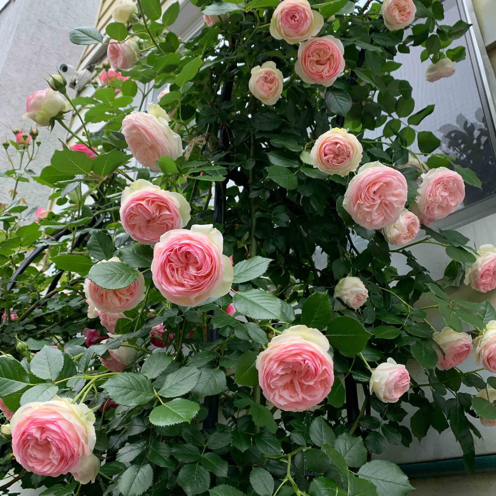 Eden Climber®