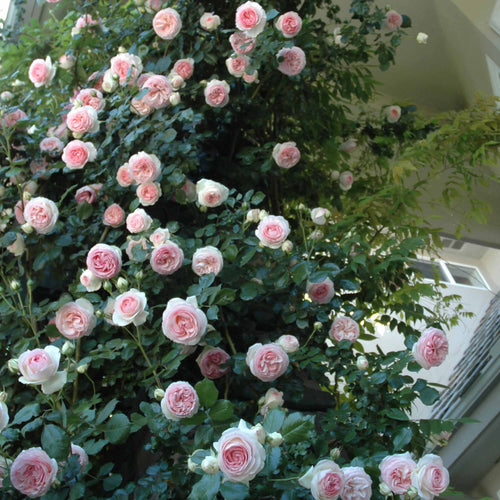 Eden Climber®