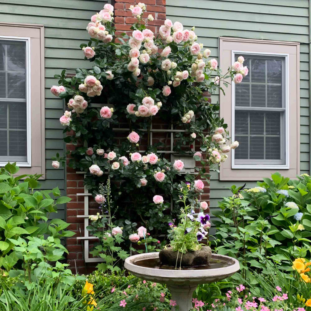 Eden Climber®