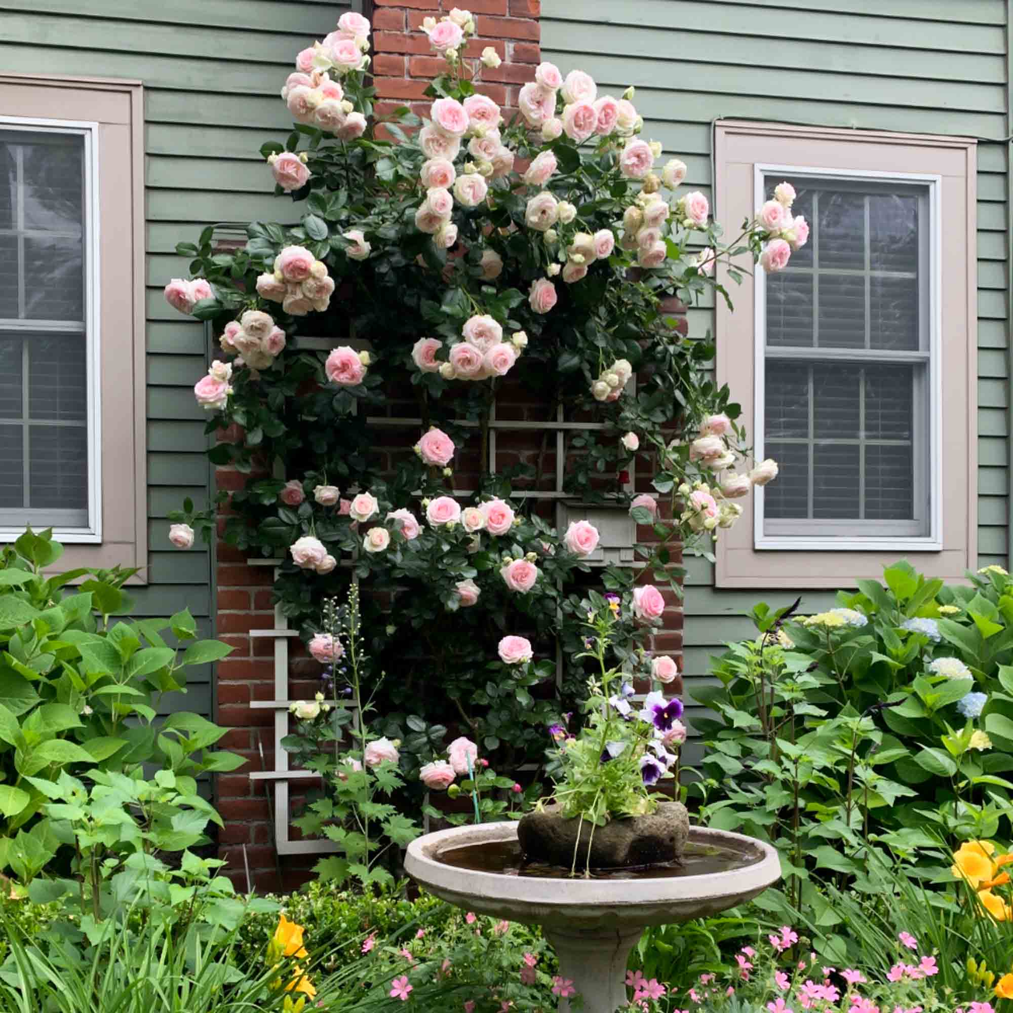Eden Climber®