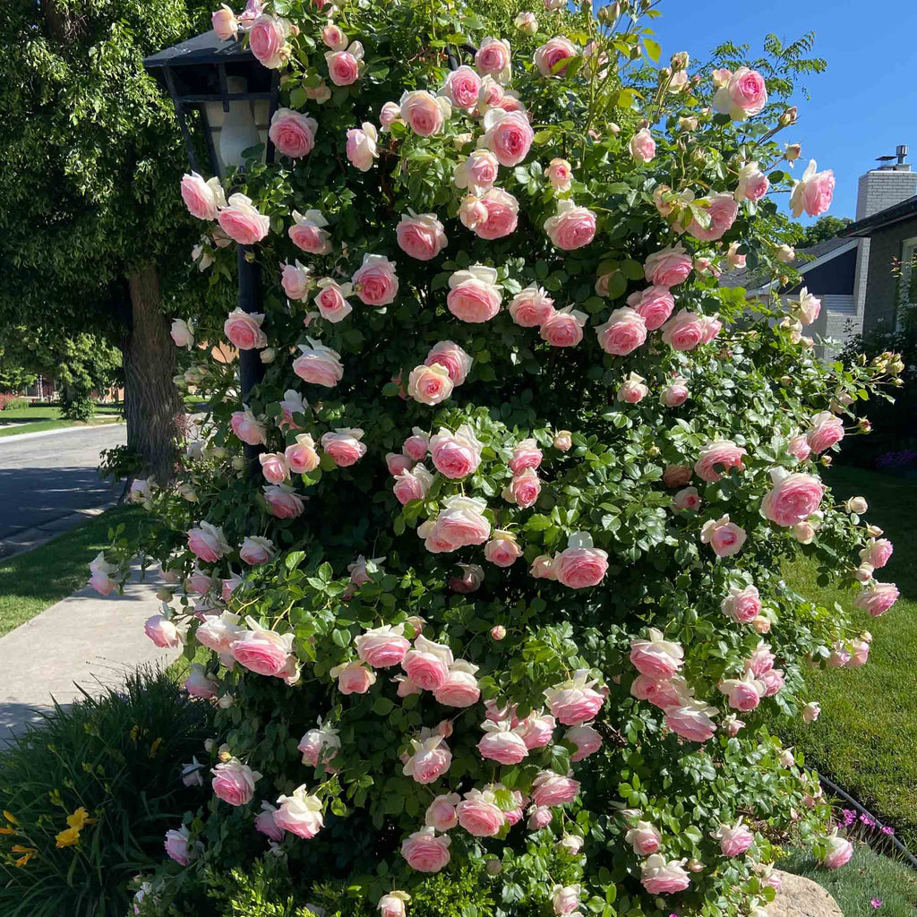 Eden Climber®