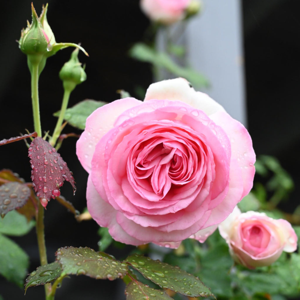 Eden Climber®