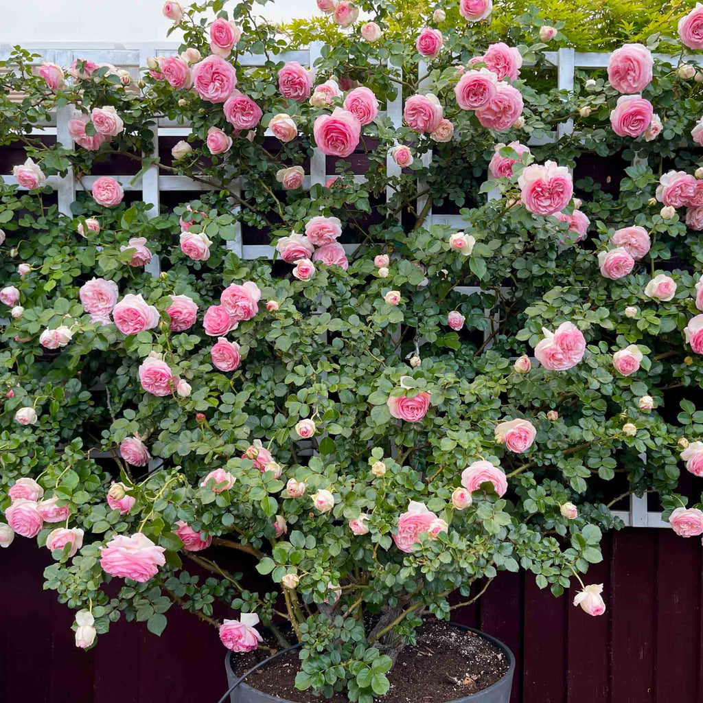 Eden Climber®
