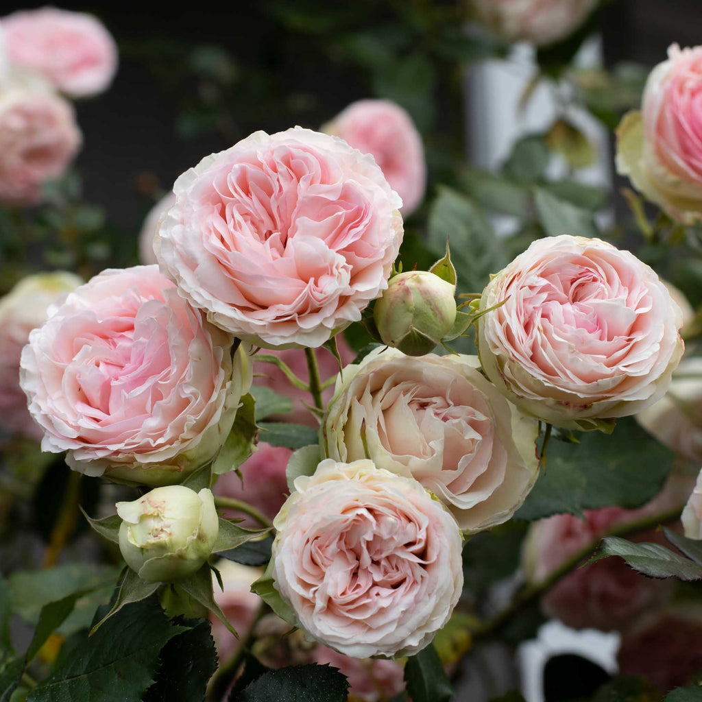 Eden Climber®