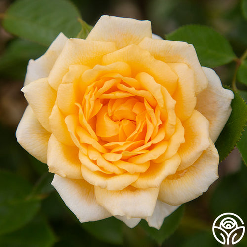 Apricot Rose