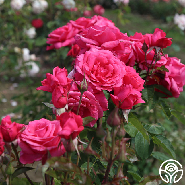 Electron Rose - Hybrid Tea - Exceptionally Fragrant – Heirloom Roses