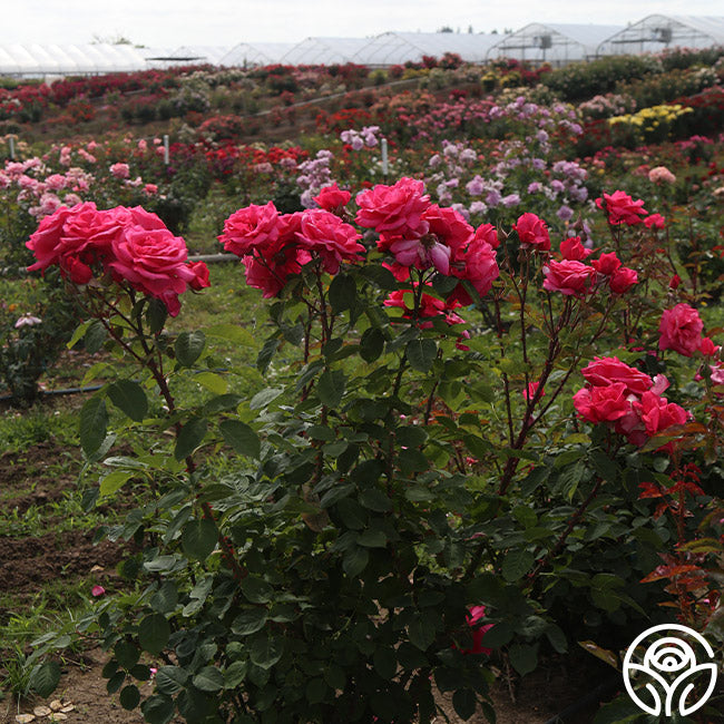 Electron Rose - Hybrid Tea - Exceptionally Fragrant – Heirloom Roses