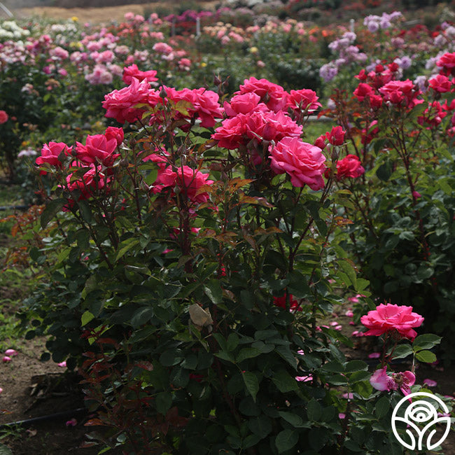 Electron Rose - Hybrid Tea - Exceptionally Fragrant – Heirloom Roses