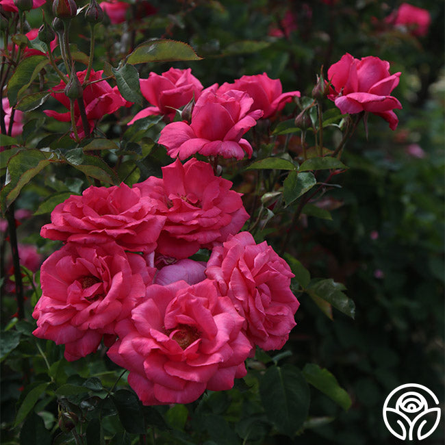 Electron Rose - Hybrid Tea - Exceptionally Fragrant – Heirloom Roses