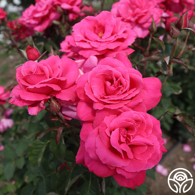 Electron Rose - Hybrid Tea - Exceptionally Fragrant – Heirloom Roses