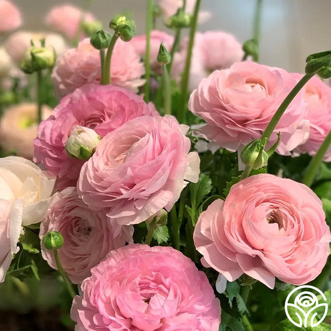 Elegance Rosa Chiaro