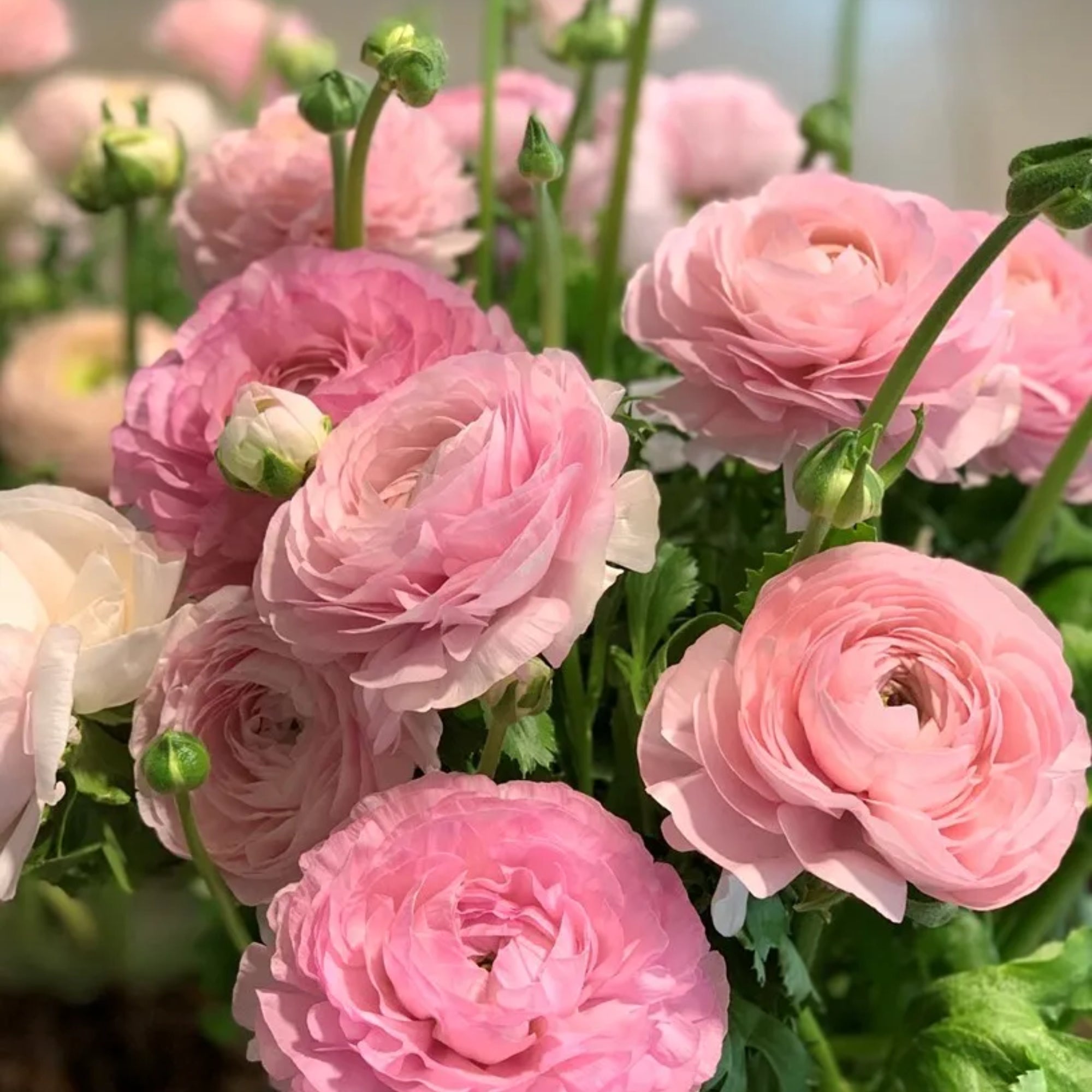 Elegance Rosa Chiaro
