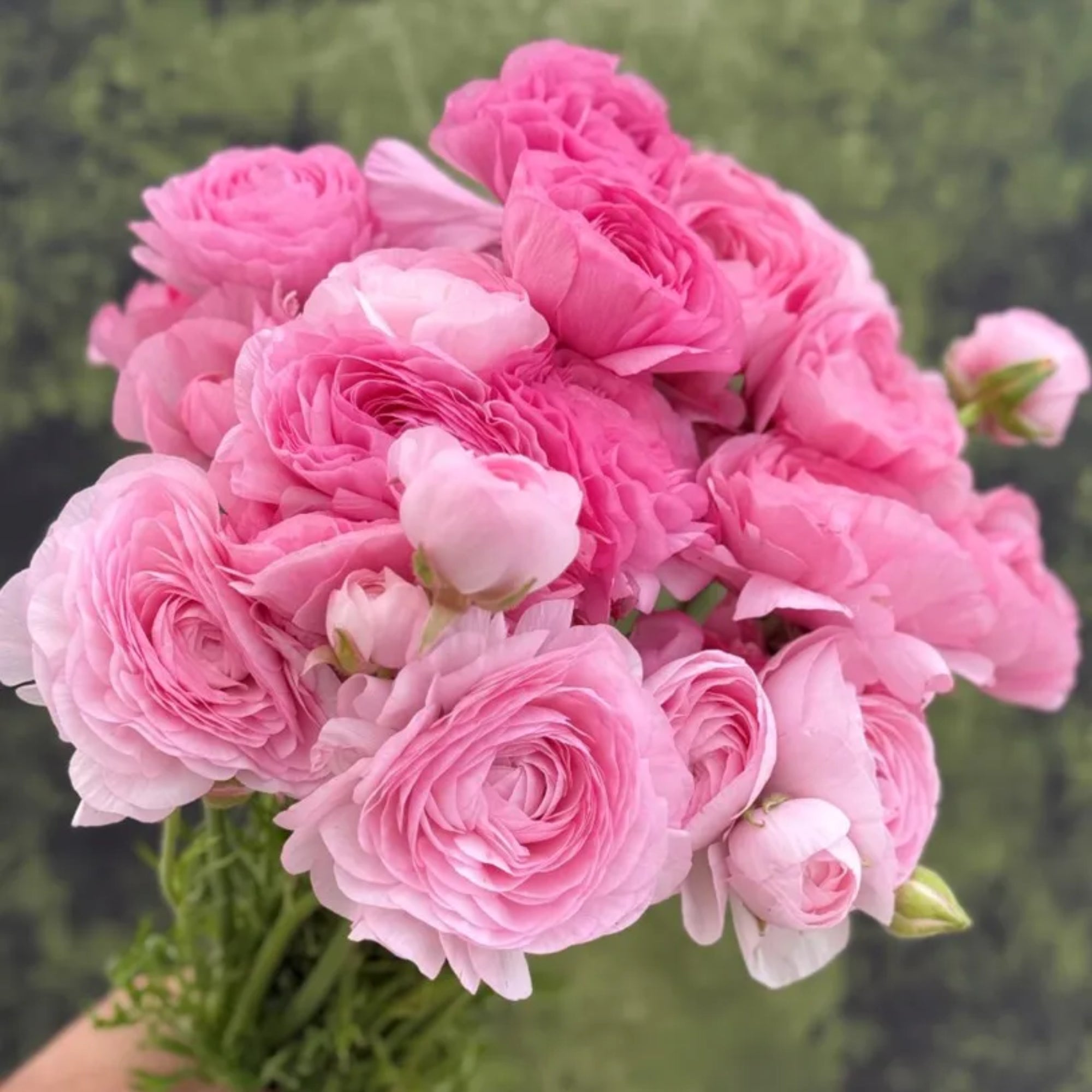 Elegance Rosa Chiaro