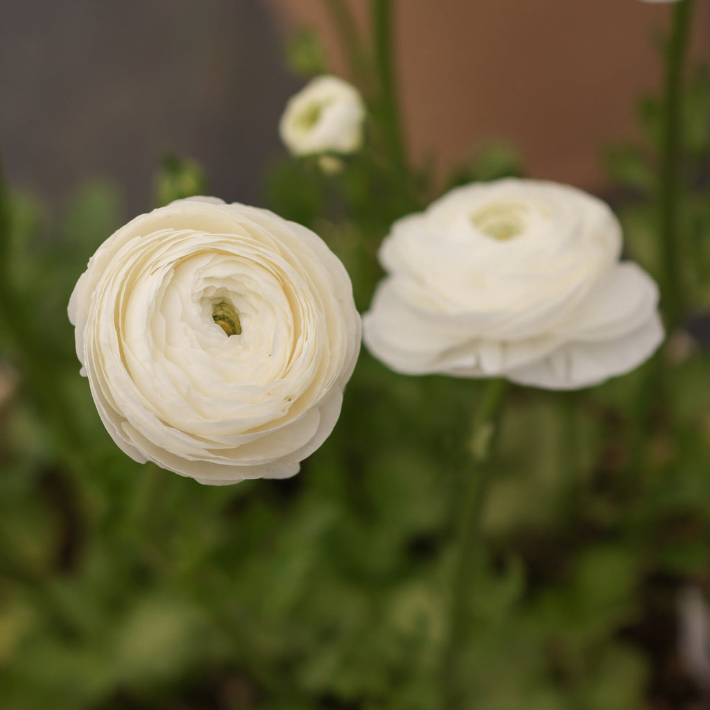 Elegance Bianco