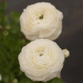 Elegance Bianco