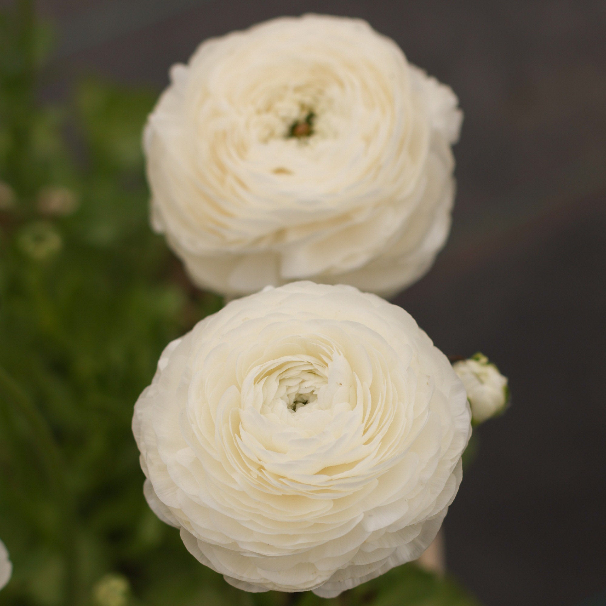 Elegance Bianco